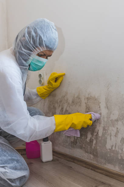 Best Air Quality Testing for Mold Spores  in Willis, TX